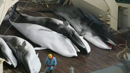 Tonomate cu carne de balenă în Japonia. Compania producătoare a dvenit ţinta activiştilor