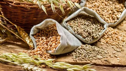 România continuă să fie baza exporturilor în Europa. Țara a exportat cereale de 3,78 miliarde euro în doar 9 luni