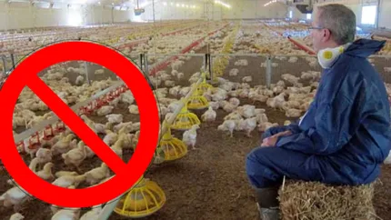 Păsările de curte nu vor mai putea fi crescute în cuști! Reacția organizațiilor agricole: „Ar duce pur și simplu la dispariția celei mai mari părți a sectorului avicol european, inclusiv a cărnii și ouălor”