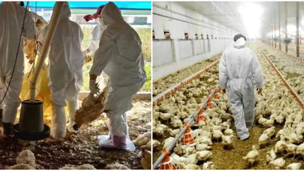 Gripa aviară lovește din nou! Au fost confirmate locurile din România în care s-au ucis peste 500.000 de păsări