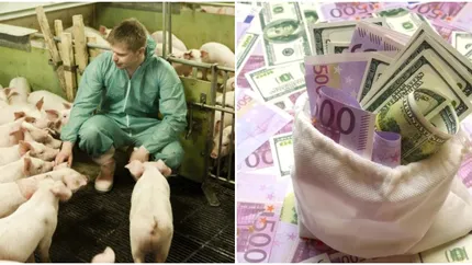 Ajutor uriaș de la stat pentru un crescător de porci din România. Care este valoarea subvenției
