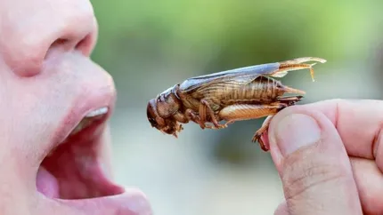 Produsele cu insecte vor apărea în magazinele românești. Cum le identificăm