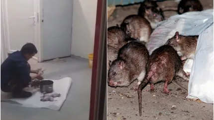 Întâmplare halucinantă în Cluj! Un vietnamez a fost filmat cum gătea mai mulți șobolani. Organizația pentru Protecția Mediului și Combaterea Braconajului s-a sesizat