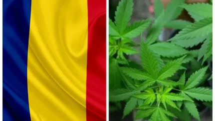 Canabisul legal în România! Cine va putea utiliza drogul în scop recreativ