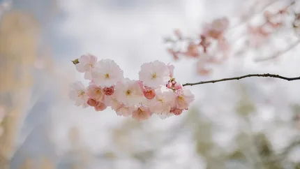 Prognoza meteo 11 martie 2025. Temperaturi crescute în majoritatea zonelor țării