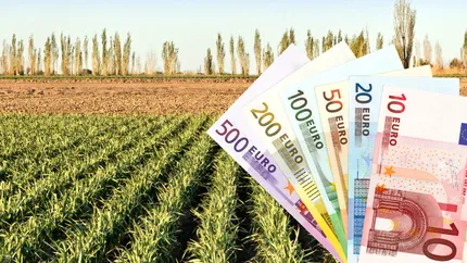 Veşti bune pentru românii care cultivă usturoi. Guvernul dă 3000 de euro pe hectar!