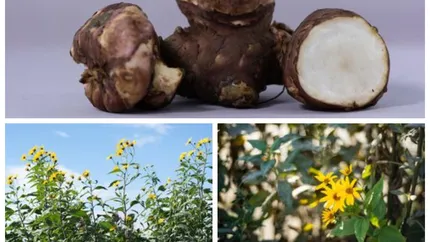 Cea mai rară legumă a fost scoasă la vânzare în România. Cât costă un kilogram de „Rareș”
