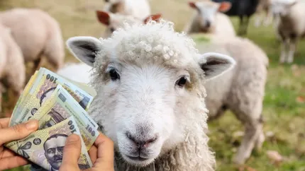 Crescătorii de oi și capre trebuie să știe! Actul care este obligatoriu pentru a benefcia de subvenția APIA