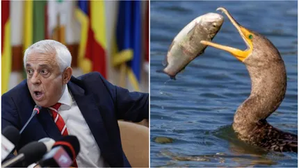 Petre Daea declară „război” cormoranilor: „mănâncă mai mult peşte decât românii”. Ministrul Agriculturii prezintă primele soluții pentru a scăpa de celebrele păsări