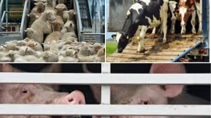 România începe negocierile cu China pentru exportul de animale vii. Lista țărilor în care țara noastră exportă animale vii ar putea fi completată și cu Libia, Liban și chiar China