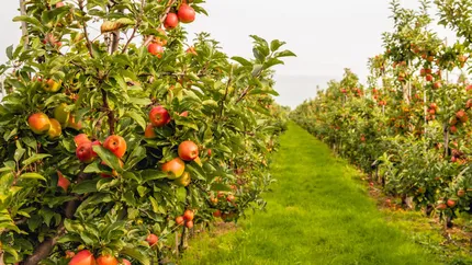 Trucul pe care trebuie să-l știe românii! Cu ce poți stropi pomii fructiferi în luna aprilie pentru fructe din belșug