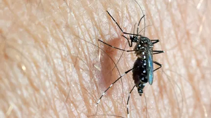 OMS avertizează: înmulţire îngrijorătoare a ţânţarilor care transmit boli virale în Europa