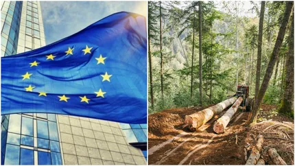 Anchetă în România! Parlamentul European investighează tăierile ilegale de păduri. „Avem multe alte căi de acţiune împotriva infractorilor de mediu”
