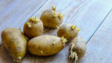 Cum poți păstra cartofii fără să încolțească. Trucul dezvăluit de cei mai buni grădinari