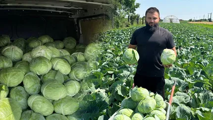 Un tânăr s-a întors din străinătate pentru a face agricultură în România. Fermierul cultivă varză plată, vinete și roșii pe 60 de ari de câmp