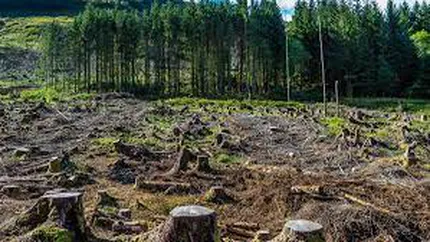 Pădurile din România nu se vor mai tăia! Legea a fost adoptată. Ce măsuri aspre vor fi luate pentru a fi protejate