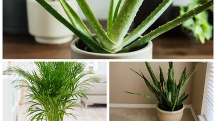Plantele, mai eficiente decât aerul condiționat! Trebuie să ai măcar una din aceste plante în casă dacă vrei răcoare pe timpul verii