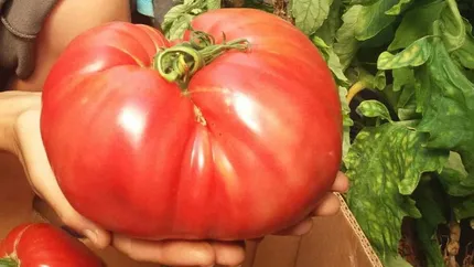 Cât costă un kilogram de roșii gigant. Soiul de roșii uriașe a prins și în România, iar un tânăr din Oltenia a dat lovitura cu aceste tomate