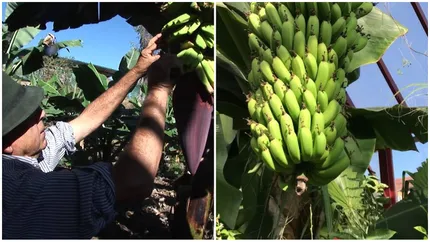 Românul care i-a lăsat pe toți fără cuvinte! El cultivă bananieri chiar în spatele casei și muncește de dimineață până seara