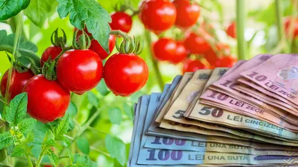 Bani pentru programul Tomata: agricultorii primesc 3000 de euro pentru 1000 mp cultivaţi