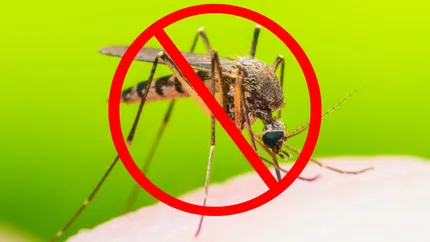 Soluția naturală care te ferește de țânțari, dar și de cheltuielile absurde. Majoritatea românilor nu o știu