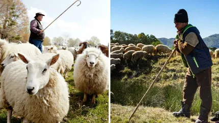 S-a deschis prima Academie pentru ciobani din Bulgaria. Ce vor învăța aceștia