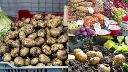 Preţ cartofi 2023. Cât va costa în acest un kilogram de cartofi la poarta fermei. România, în top 10 producători de cartofi din UE