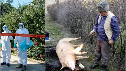 Tăierea porcului în gospodărie poate duce la probleme pentru români. Anunțul DSVSA pentru milioane de români