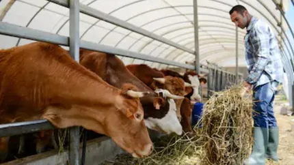 Seceta produce tot mai multe pagube. Un fermier din Constanța, nevoit să-și vândă toate vacile. Anul acesta nu a plouat din 6 august până acum, nicio ploaie utilă