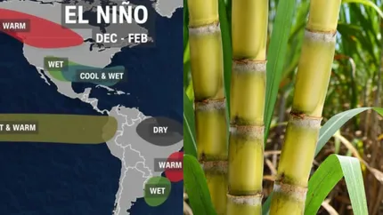 El Niño - fenomenul care a majorat prețurile alimentelor. Indicele zahărului a crescut cu 9,8%