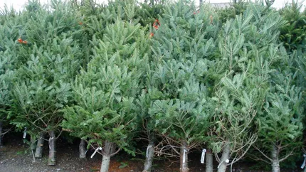 Romsilva scoate la vânzare peste 20.000 de pomi de Crăciun. Ce prețuri vor avea brazii și molizii înainte de Sărbătorile de iarnă