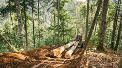 Tăierile pădurilor din România vor fi monitorizate din satelit. Ministerul Mediului a semnat un contract în valoare de peste 37 de milioane de lei