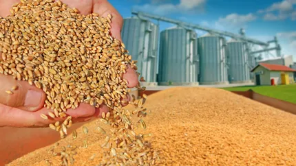 Record pentru România! Valoarea cerealelor produse în țara noastră a depășit pragul de 5 miliarde de euro, ajungând printre cei mai mari producători din UE 