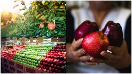 Prețul merelor, mai mare cu peste 50% în ianuarie 2024 decât anul trecut. Ce cantitate mai produce România