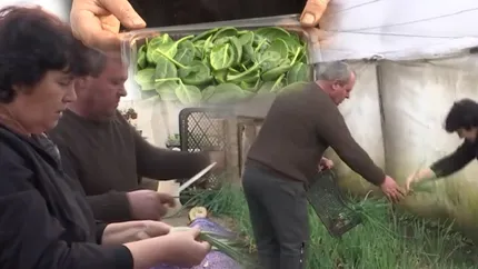 Doi agricultori români au dat lovitura cu o afacere inedită. Muncesc toată iarna, dar roadele sunt pe măsură: „În 10-15 minute sunt gata”