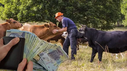 Crescătorii de vaci și bivoli vor primi subvenții de 100 de euro pentru fiecare animal. Guvernul a aprobat schema de ajutor de stat