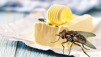 Un moment istoric în lumea alimentelor. Untul de muscă ar putea ajunge în scurt timp pe rafturile magazinelor