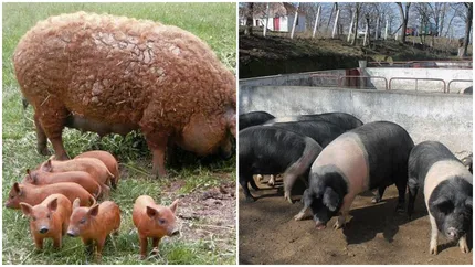 Ajutor de la stat de 2.000 de lei/scroafă pentru crescătorii de porci din rasele Bazna și Mangalița. Condiții și acte necesare - proiect
