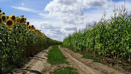 România, pe primul loc în UE la suprafaţa cultivată cu floarea soarelui şi porumb boabe. Producţia s-a ridicat la peste 10 milioane tone