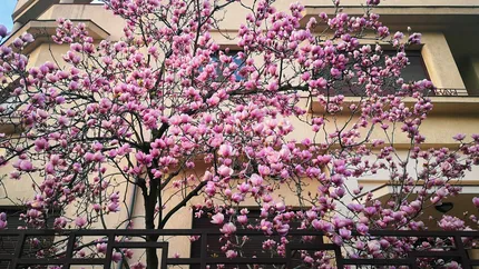 Cele mai frumoase locuri cu magnolii din România. Plantele care atrag turiștii ca un magnet. Harta magnoliilor din București