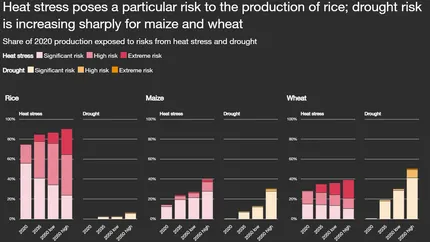 Raport PwC: Economia globală trebuie să se adapteze la schimbările climatice: 87% din producţia mondială de orez va fi afectată