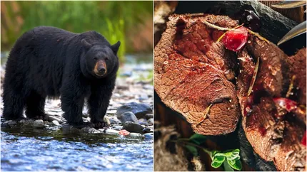 O familie s-a infectat cu viermi după ce a mâncat kebab de urs