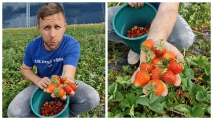 Cât câștigi la cules de căpșuni în România. „E anunțul perfect”