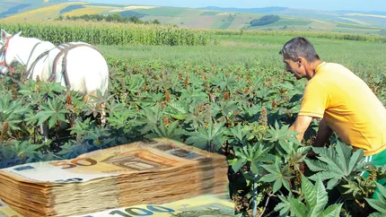 Planta care îmbogățește românii peste noapte! Se obțin 30.000 de euro la hectar