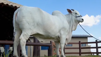 Viatina-19, cea mai scumpă vacă din lume. E monitorizată constant de camere de supraveghere, gărzi înarmate și medici veterinari