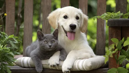 Regula ce trebuie respectată neapărat, dacă ai câini sau pisici în locuință. Animalele tale de companie pot avea probleme mari de sănătate