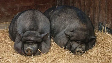 Rasa de porc pe cale de dispariție în România. Carnea lui este o delicatesă. Statul ar putea ajuta financiar fermierii pentru a putea crește porcii