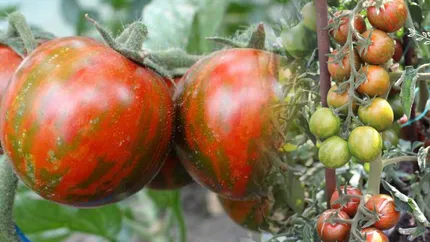 Un nou soi de roșii va apărea, în curând, pe piață. Cum arată și prin ce se diferențiază de restul roșiilor tomatele Rapsodia