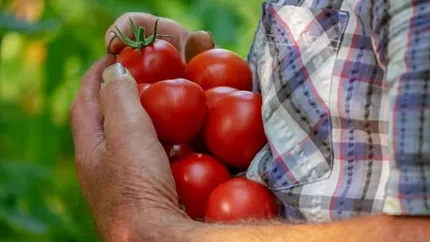 „Roșiile oltenești” au depășit recordurile din piețe. Legumele au atins prețuri uriașe