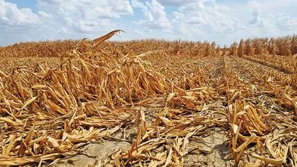 Ministrul Agriculturii, despre culturile afectate de secetă: „Intenționăm să dăm despăgubiri”. Când se vor face plățile
